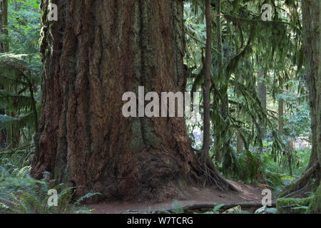 Alter Baum, evtl. Douglas Fir (Pseudostsuga menziesii) oder Küste grand Tanne (Abies grandis) MacMillan Provincial Park, Vancouver Island, British Columbia, Kanada, August. Stockfoto