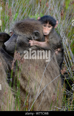 Chacma baboon (Papio hamadryas ursinus) Kind klammerte sich an Mutter &#39;s zurück, DeHoop Nature Reserve, Western Cape, Südafrika, August. Stockfoto