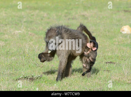 Weibliche Chacma baboon (Papio hamadryas ursinus) Ernährung von Kleinkindern (ein Tag) zu Bein klammert, DeHoop Nature Reserve, Western Cape, Südafrika, August. Stockfoto