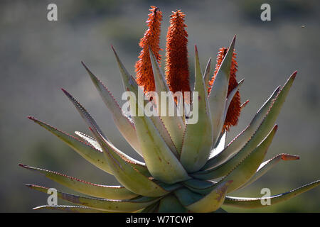 Bitter Aloe (Aloe Ferox) in Blume, Kleine Karoo, Western Cape. Südafrika, Juli. Stockfoto