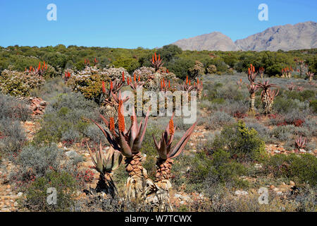 Bitter Aloe (Aloe Ferox) Blühende, Kleine Karoo, Western Cape, Südafrika, Juli. Stockfoto