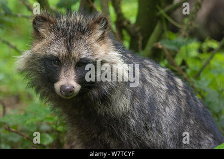 Marderhund (Nyctereutes procyonoides), Captive, beheimatet in Südostasien Stockfoto