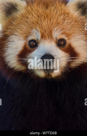 Kleiner Panda (Ailurus fulgens), Captive, native auf den Himalaya. Stockfoto