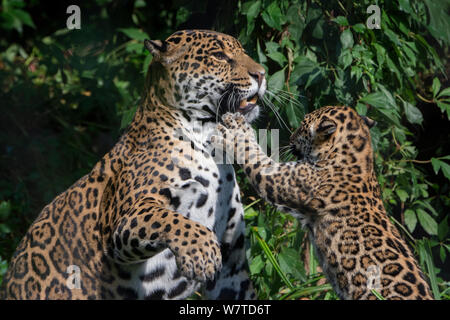 Weibliche Jaguar (Panthera onca) spielen mit ihr Junges, Captive, beheimatet in Süd- und Mittelamerika. Stockfoto