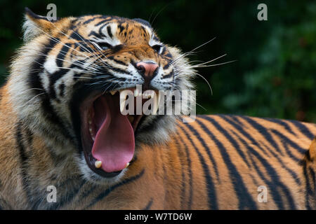 Sumatra-tiger (Panthera tigris sumatrae) Gähnen, Captive, beheimatet in Sumatra, Indonesien Stockfoto