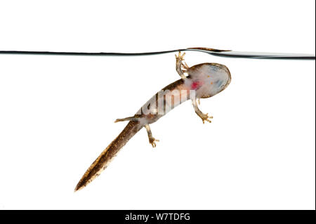 Feuersalamander (Salamandra salamandra), Bayern, Deutschland, April. Meetyourneighbors.net Projekt Stockfoto