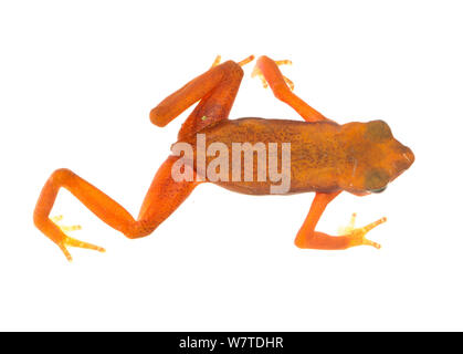 Cayenne Stub-Footed Kröte (Atelopus flavescens) Matoury, Französisch-guayana. Meetyourneighbors.net Projekt Stockfoto