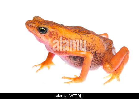 Cayenne Stub-Footed Kröte (Atelopus flavescens) Matoury, Französisch-guayana. Meetyourneighbors.net Projekt Stockfoto