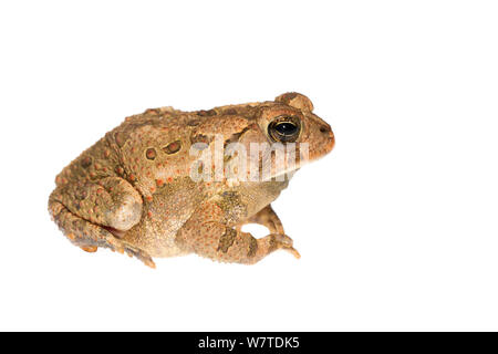 Amerikanische Kröte (Bufo americanus) Oxford, Mississippi, USA, März. Meetyourneighbors.net Projekt Stockfoto