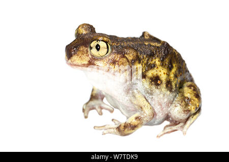 Östlichen Spadefoot Toad (Scaphiopus holbrookii) Oxford, Mississippi, USA, März. Meetyourneighbors.net Projekt Stockfoto