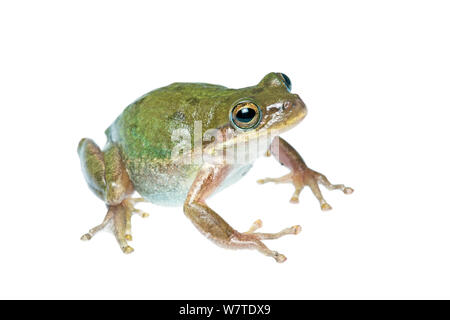 Eichhörnchen Treefrog (Hyla squirella) Porträt, South Padre Island, Cameron County, Rio Grande Valley, Texas, Vereinigte Staaten von Amerika, Nordamerika, September. Meetyourneighbors.net Projekt Stockfoto