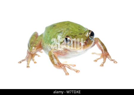 Eichhörnchen Treefrog (Hyla squirella) Porträt, South Padre Island, Cameron County, Rio Grande Valley, Texas, Vereinigte Staaten von Amerika, Nordamerika, September. Meetyourneighbors.net Projekt Stockfoto