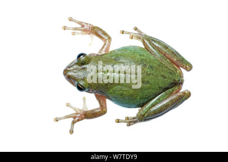 Eichhörnchen Treefrog (Hyla squirella) von oben betrachtet, South Padre Island, Cameron County, Rio Grande Valley, Texas, Vereinigte Staaten von Amerika, Nordamerika, September. Meetyourneighbors.net Projekt Stockfoto