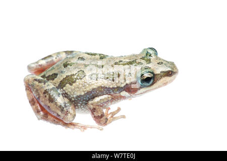 Gefleckte Chorus Frosch (Pseudacris Clarkii) männlichen Profil, Sabal Palm Heiligtum, Cameron County, Rio Grande Valley, Texas, Vereinigte Staaten von Amerika, Nordamerika, September. Meetyourneighbors.net Projekt Stockfoto