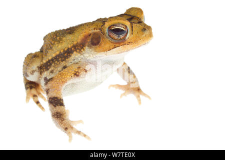 Golfküste Kröte (Incilius nebulifer) Porträt, Sabal Palm Heiligtum, Cameron County, Rio Grande Valley, Texas, Vereinigte Staaten von Amerika, Nordamerika, September. Meetyourneighbors.net Projekt Stockfoto