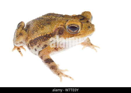 Golfküste Kröte (Incilius nebulifer) Porträt, Sabal Palm Heiligtum, Cameron County, Rio Grande Valley, Texas, Vereinigte Staaten von Amerika, Nordamerika, September. Meetyourneighbors.net Projekt Stockfoto