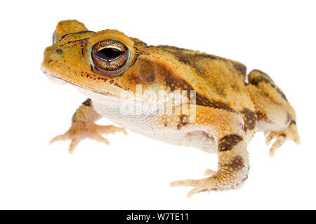 Golfküste Kröte (Incilius nebulifer) Porträt, Sabal Palm Heiligtum, Cameron County, Rio Grande Valley, Texas, Vereinigte Staaten von Amerika, Nordamerika, September. Meetyourneighbors.net Projekt Stockfoto