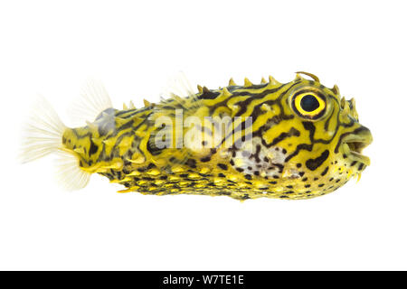 Gestreifte Burrfish (Chilomycterus schoepfi) Profil, untere Laguna Madre, South Padre Island, Cameron County, Rio Grande Valley, Texas, Vereinigte Staaten von Amerika, Nordamerika, Mai. Meetyourneighbors.net Projekt Stockfoto