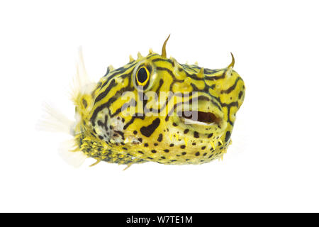 Gestreifte Burrfish (Chilomycterus schoepfi) Porträt, untere Laguna Madre, South Padre Island, Cameron County, Rio Grande Valley, Texas, Vereinigte Staaten von Amerika, Nordamerika, Mai. Meetyourneighbors.net Projekt Stockfoto