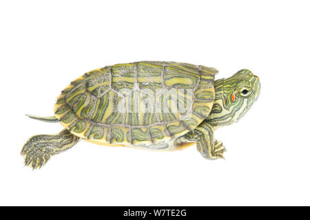 Rotwangen-schmuckschildkröte (TRACHEMYS SCRIPTA elegans) juvenile Profil, Sabal Palm Heiligtum, Cameron County, Rio Grande Valley, Texas, Vereinigte Staaten von Amerika, Nordamerika, September. Meetyourneighbors.net Projekt Stockfoto