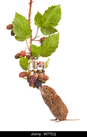 Bank vole (Clethrionomys glareolus) Fütterung auf ein Bündel von Brombeeren, Worcestershire, England, UK, August. Meetyourneighbors.net Projekt Stockfoto