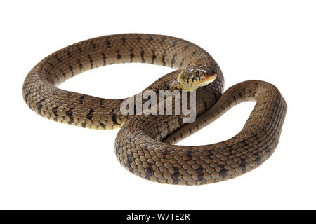 Ringelnatter (Natrix natrix) Barnt Green, Worcestershire, Großbritannien, Juli. Meetyourneighbors.net Projekt Stockfoto