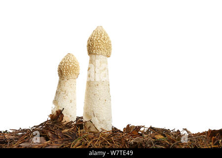 Gemeinsame Exemplar des Gemeinen Stinkmorchels (Phallus impudicus) Worcestershire, England, Großbritannien, Oktober. Meetyourneighbors.net Projekt Stockfoto