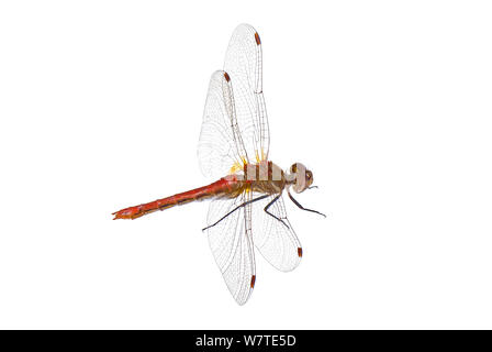 Gestreifte Meadowhawk (Aeshna pallipes) Washington, USA, September. Meetyourneighbors.net Projekt. Stockfoto