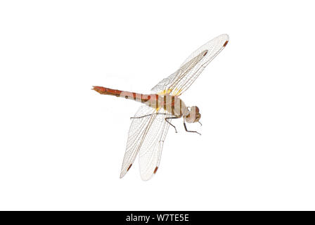 Gestreifte Meadowhawk (Aeshna pallipes) Washington, USA, September. Meetyourneighbors.net Projekt. Stockfoto