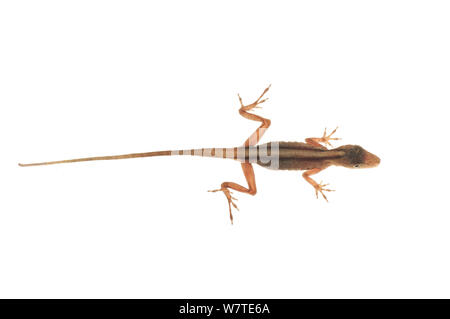 Schlanke amazon anole (Anolis) fuscoauratus Surama, Guyana. Meetyourneighbors.net Projekt Stockfoto