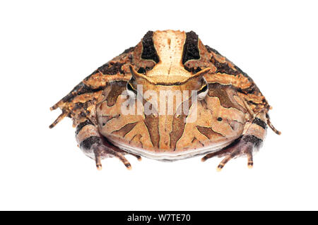 Südamerikanische horned Frog (Ceratophrys cornuta) Iwokrama, Guyana. Meetyourneighbors.net Projekt Stockfoto