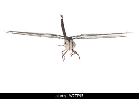 Twilight Darner Dragonfly (Gynacantha nervosa) im Flug, Iwokrama, Guyana. Meetyourneighbors.net Projekt Stockfoto