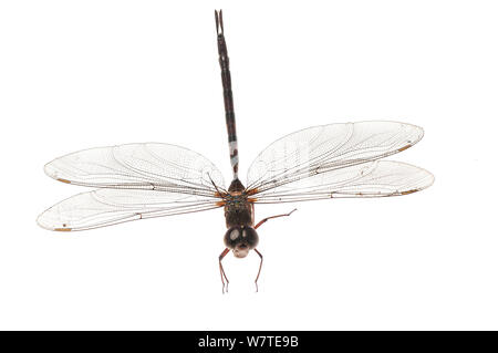 Twilight Darner Dragonfly (Gynacantha nervosa) im Flug, Iwokrama, Guyana. Meetyourneighbors.net Projekt Stockfoto