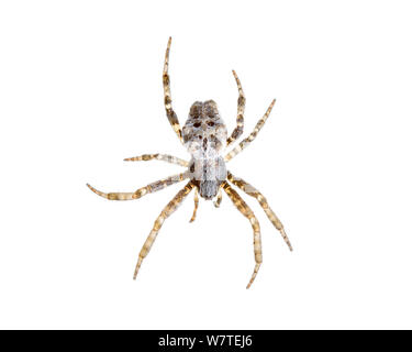 Tropische Tent-Web Spinne (Cyrtophora Citricola) von Benidorm, Alicante, Spanien, Oktober. Meetyourneighbors.net Projekt Stockfoto