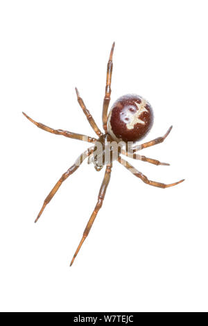 Falsche Witwe Spinne (Steatoda paykulliana) San Juan, Alicante, Spanien, November. Meetyourneighbors.net Projekt Stockfoto