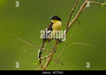 Black-capped Donacobius (Donacobius atricapilla) über Anangu Creek in Yasuni Nationalpark, Orellana Provinz, Ecuador, Juli thront. Stockfoto