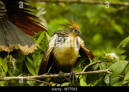 Hoatzin (Opisthocomus hoazin) entlang der Anangu Creek in Yasuni Nationalpark, Orellana Provinz, Ecuador, Juli. Stockfoto