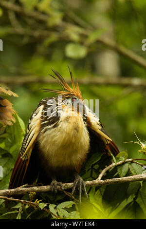 Hoatzin (Opisthocomus hoazin) entlang der Anangu Creek in Yasuni Nationalpark, Orellana Provinz, Ecuador, Juli. Stockfoto