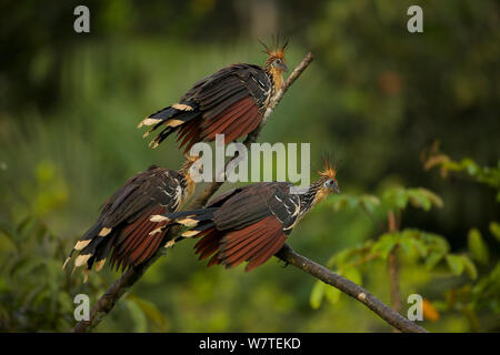 Hoatzin (Opisthocomus hoazin) entlang der Anangu Creek, Yasuni Nationalpark, Orellana Provinz, Ecuador, Juli. Stockfoto