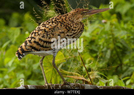 Juvenile Rufescent Nacktkehlreiher (Tigrisoma lineatum) entlang der Anangu Creek, Yasuni Nationalpark, Orellana Provinz, Ecuador, Juli. Stockfoto