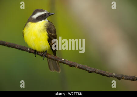 Soziale Schopftyrann (Myiozetetes Imilis) an Napo Wildlife Center, Yasuni Nationalpark, Orellana Provinz, Ecuador, Juli. Stockfoto