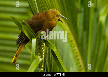 Weibchen rotbraun-backed Oropendula (Psarocolius angustifrons) an Napo Wildlife Center, Yasuni Nationalpark, Orellana Provinz, Ecuador, Juli. Stockfoto