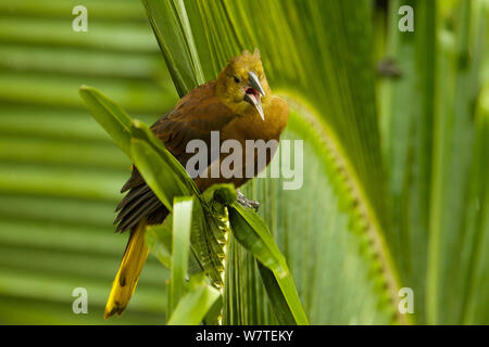 Weibchen rotbraun-backed Oropendula (Psarocolius angustifrons) an Napo Wildlife Center, Yasuni Nationalpark, Orellana Provinz, Ecuador, Juli. Stockfoto