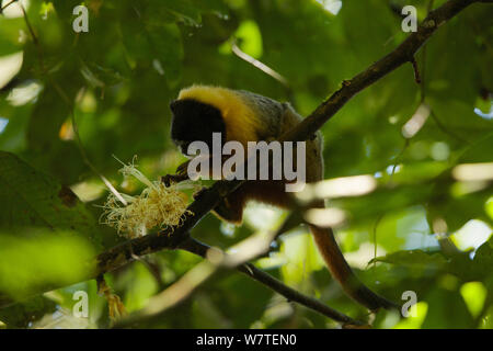 Golden-mantled Tamarin (Saguinus tripartitus) Ernährung auf einer Blume an der Tiputini Biodiversity Station, Orellana Provinz, Ecuador, Juli. Stockfoto