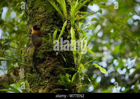 Golden-mantled Tamarin (Saguinus tripartitus) an der Tiputini Biodiversity Station, Orellana Provinz, Ecuador, Juli. Stockfoto