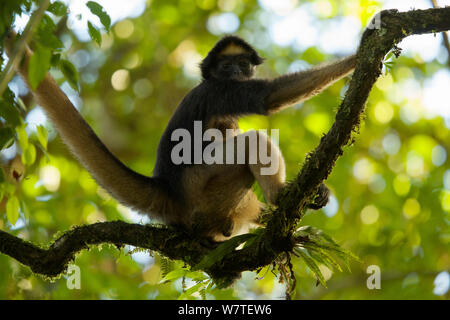 Spider Monkey (Ateles belzebuth) an der Tiputini Biodiversity Station, Orellana Provinz, Ecuador, Juli. Stockfoto