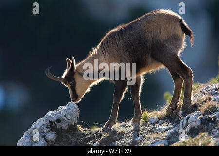 Apennin GEMSE (RUPICAPRA pyrenaica Ornata) erwachsenen Frauen. Endemisch auf der Apenninen. Abruzzen, Italien 8. Stockfoto