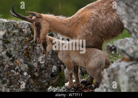 Apennin GEMSE (RUPICAPRA pyrenaica Ornata) Frau mit Kind. Endemisch auf der Apenninen. Abruzzen, Italien Stockfoto