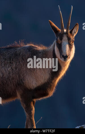 Apennin GEMSE (RUPICAPRA pyrenaica Ornata) erwachsenen Frauen. Endemisch auf der Apenninen. Abruzzen, Italien, November. Stockfoto