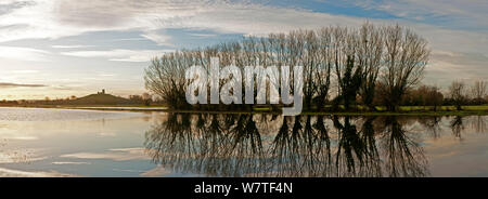 Panorama von Weiden in der Nähe von Burrow Mump und seine ruinierte Kirche auf einem Hügel in der Nähe von burrowbridge. Somerset Levels, Somerset, UK, Januar 2014. Digital Composite, größere Dateien zur Verfügung. Stockfoto